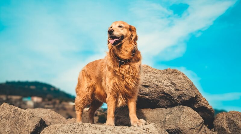 Rescue dogs UK by breed adoption guide showing various breed rescue dogs representing golden retriever rescue uk chihuahua dog rescue jack russell rescue bulldog rescue shih tzu rescue whippet rescue uk breed adoption guide