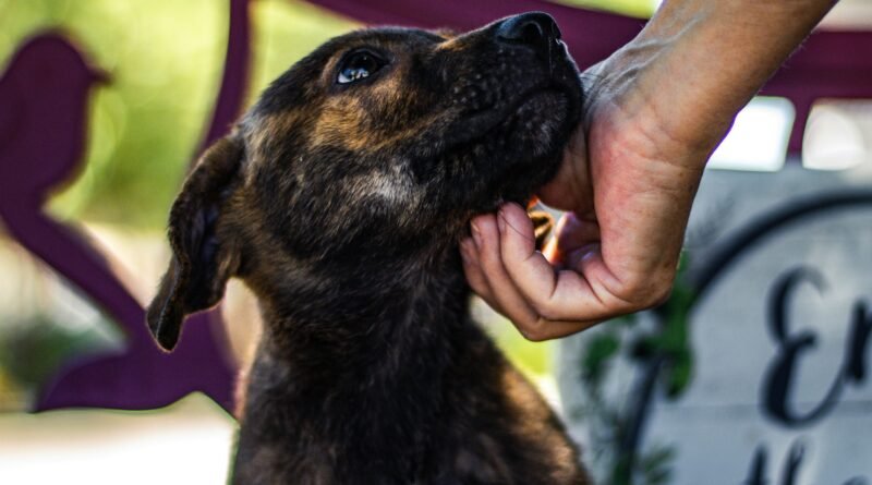 Dog rehoming fostering adoption guide UK showing rescue dog with caring owner representing how to rehome your dog fostering a dog how to foster a dog adoption cost dogs trust fees older dogs rescue UK guide