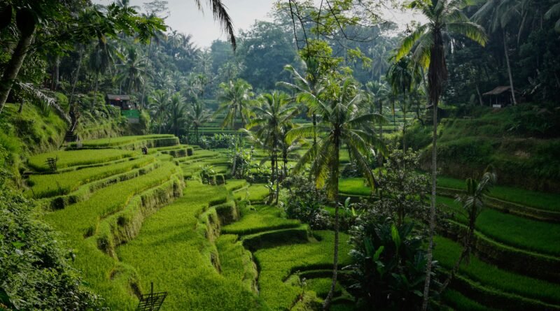 Bali Thailand Japan Hawaii Asia-Pacific holidays from UK guide showing tropical destination representing bali holidays london to bali thailand flights japan holiday hawaii from uk malaysia philippines singapore australia holidays guide